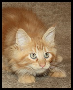 Yuma